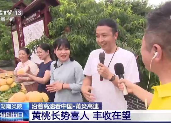 [沿着高速看中国]湖南炎陵 沿着高速看中国·莆炎高速 黄桃长势喜人 丰收在望