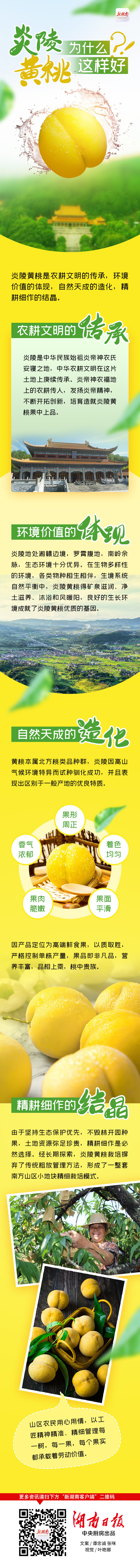 图解 | 炎陵黄桃为什么这样好？