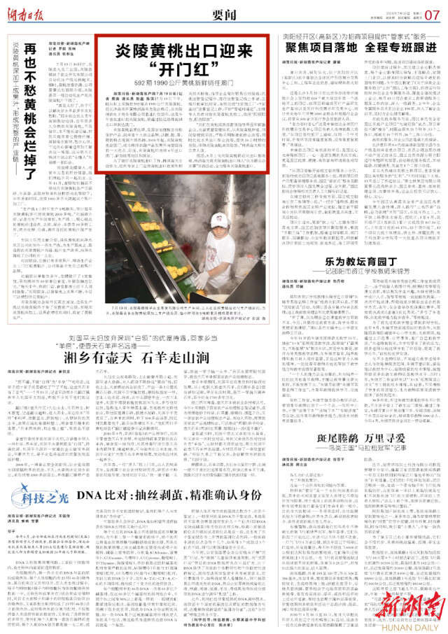 湖南日报要闻版头条 | 炎陵黄桃出口迎来“开门红”