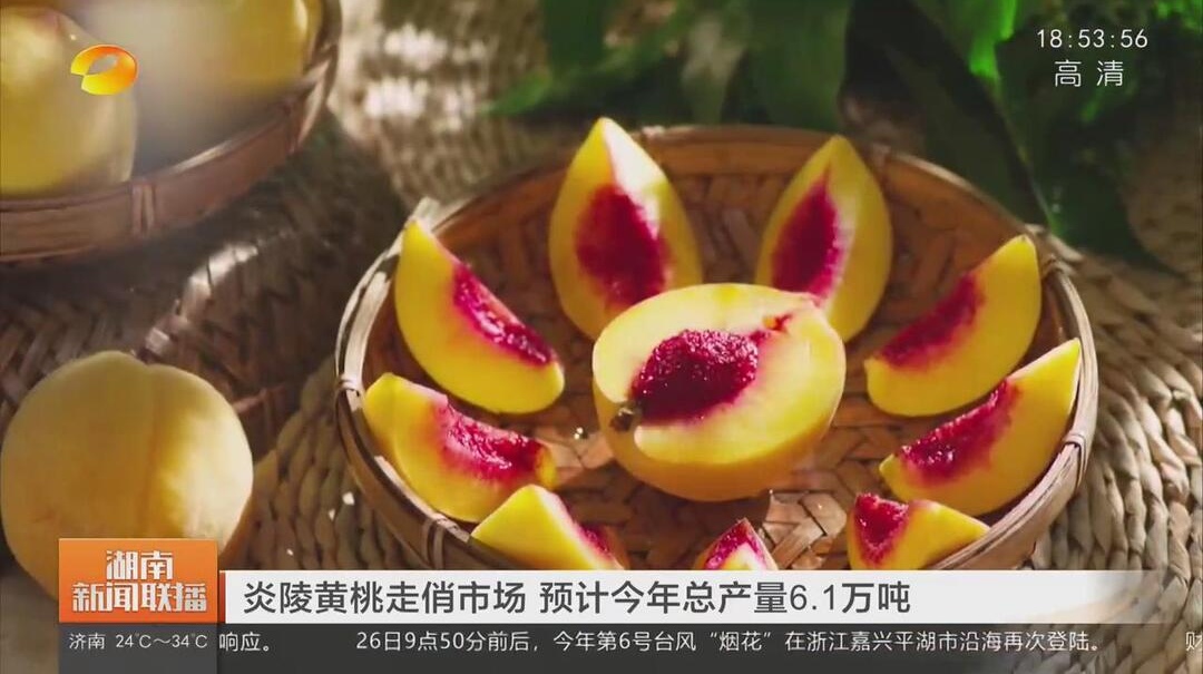 湖南卫视《新闻联播》报道：炎陵黄桃走俏市场 预计今年总产量6.1万吨