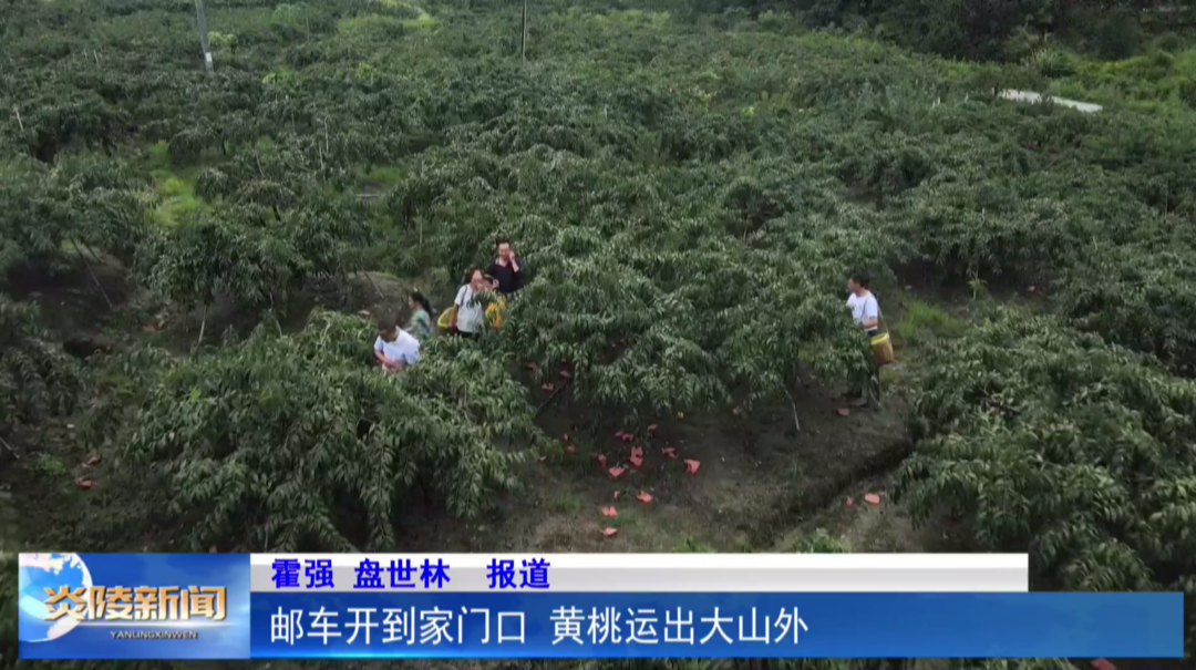 邮车开到家门口 黄桃运出大山外