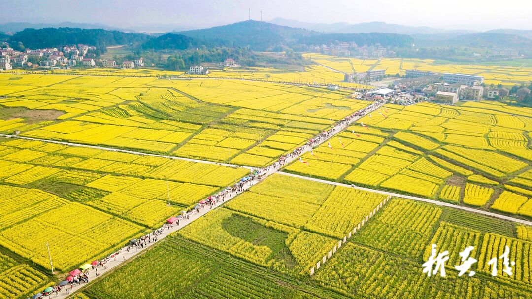 油菜花儿开 茶陵等您来 | 2022湖南油菜花节茶陵分会场暨茶陵县第八届油菜花节开幕