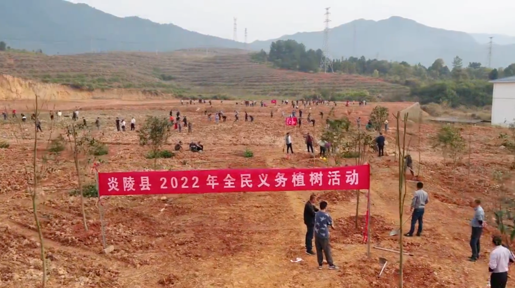 视频|炎陵开展植树造林 共建绿色家园