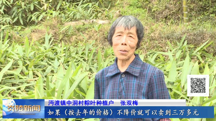 沔渡镇:锚定发展目标 壮大粽叶产业