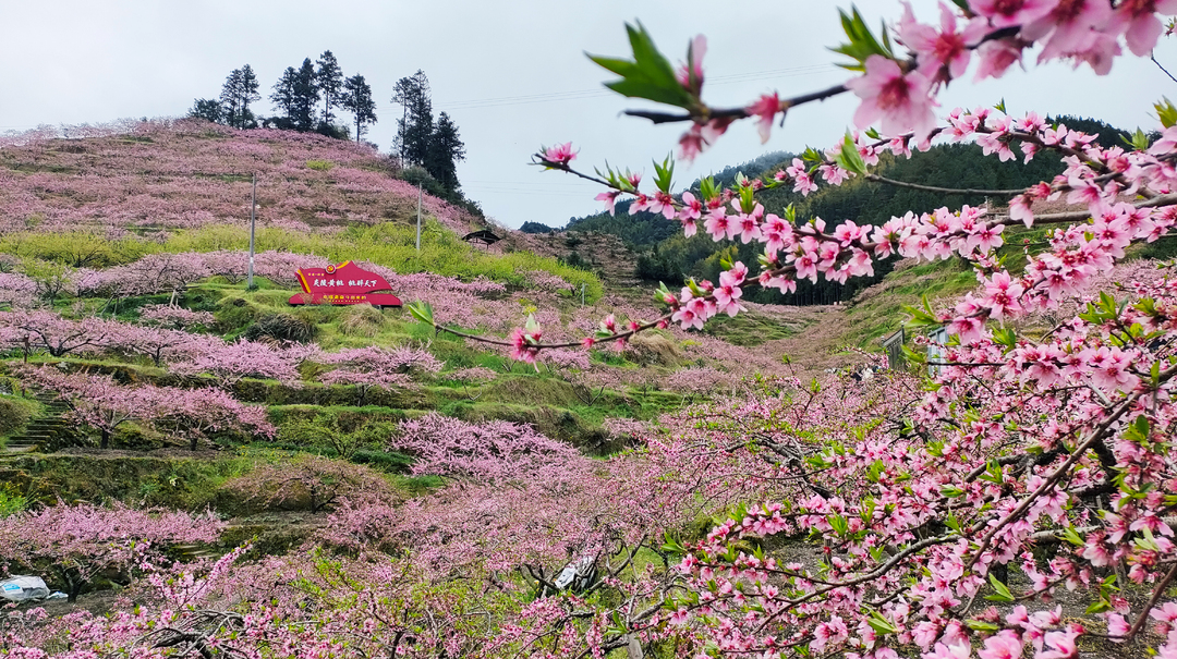 桃乡花海“抖”起来——2022中国炎陵·线上桃花旅游节活动盛装开启