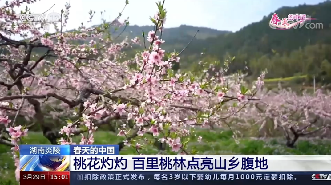 ​央视《新闻直播间》报道|湖南炎陵：桃花灼灼 百里桃林点亮山乡腹地