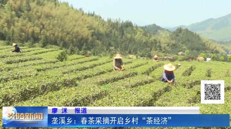 垄溪乡:春茶采摘开启乡村“茶经济”
