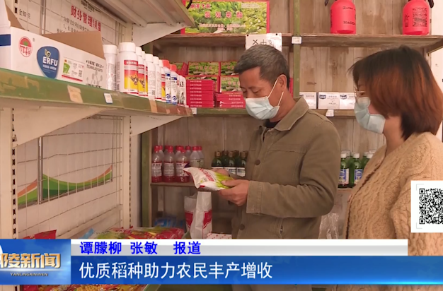 优质稻种助力农民丰产增收