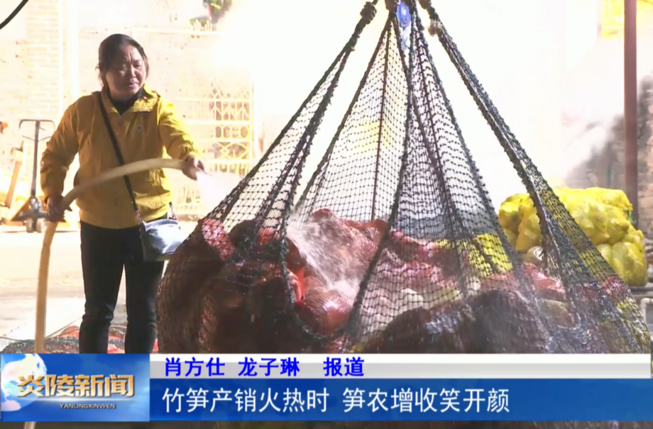 竹笋产销火热时 笋农增收笑开颜
