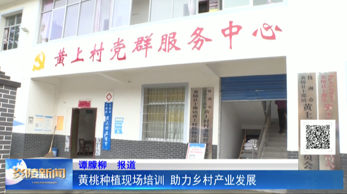 黄桃种植现场培训 助力乡村产业发展