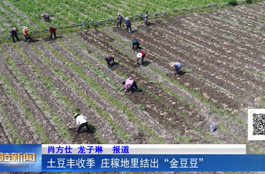 土豆丰收季 庄稼地里结出“金豆豆”