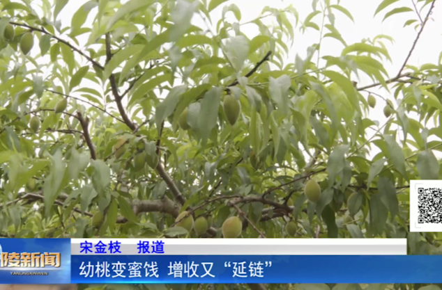 幼桃变蜜饯 增收又“延链”