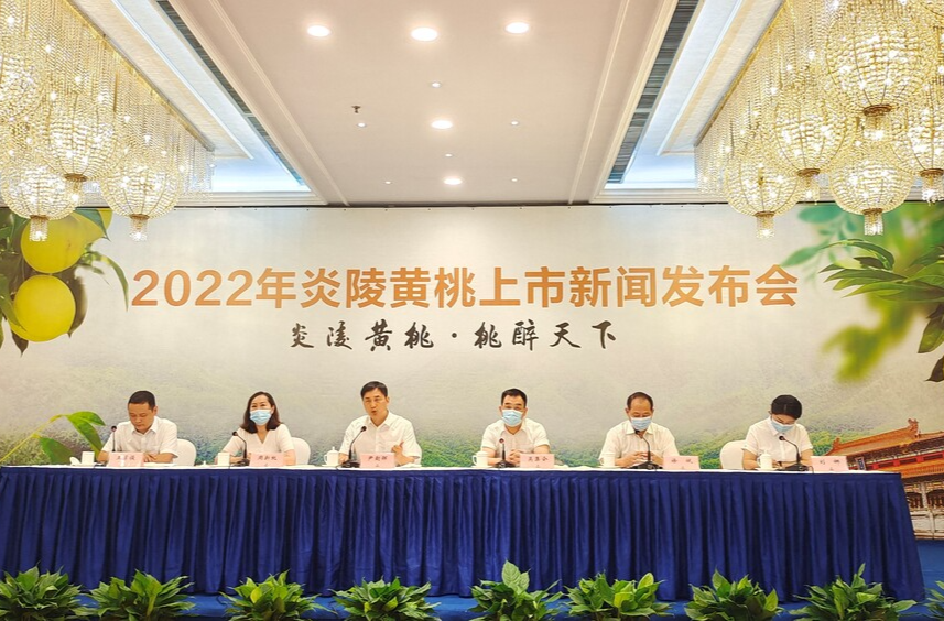 湖南炎陵黃桃將開園上市，預計產量7.8萬噸