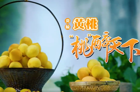 快讯：湖南炎陵黄桃将于7月21日开园上市