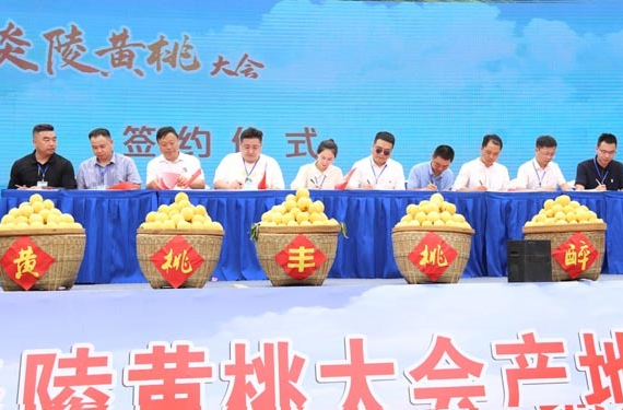 2022年炎陵黄桃大会举行 现场签约9750吨