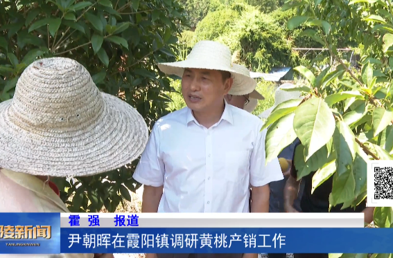 尹朝晖在霞阳镇调研黄桃产销工作