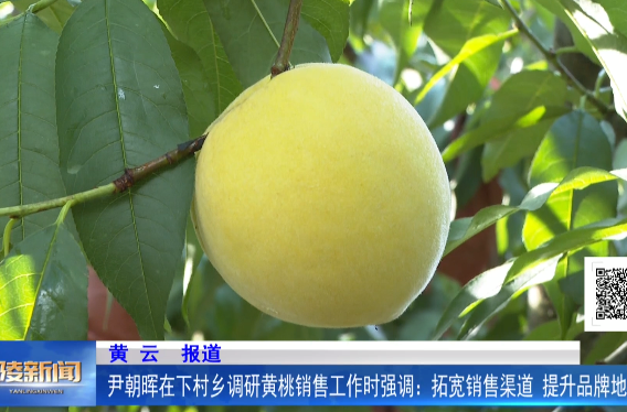 尹朝晖在下村乡调研黄桃销售工作时强调：拓宽销售渠道 提升品牌地位