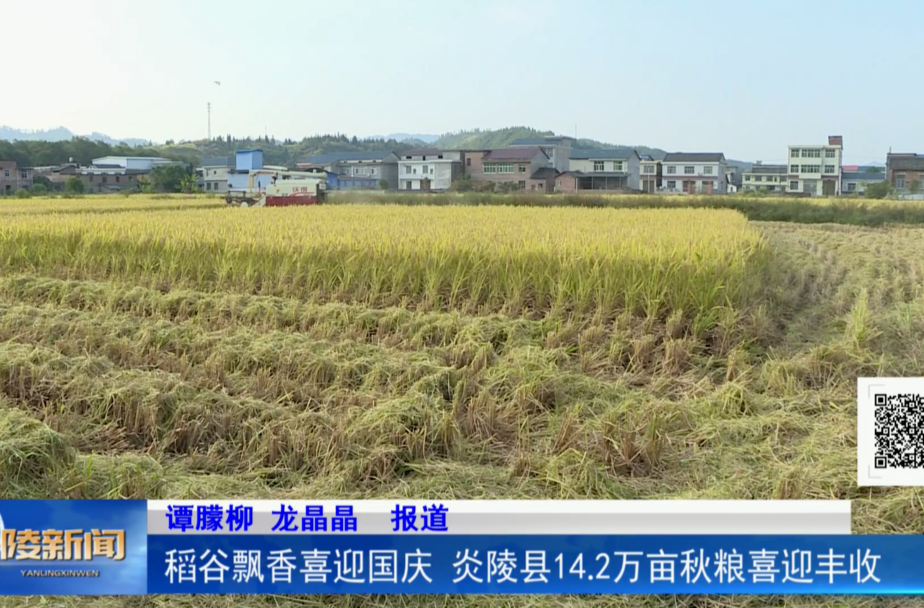 稻谷飘香喜迎国庆 炎陵县14.2万亩秋粮喜迎丰收