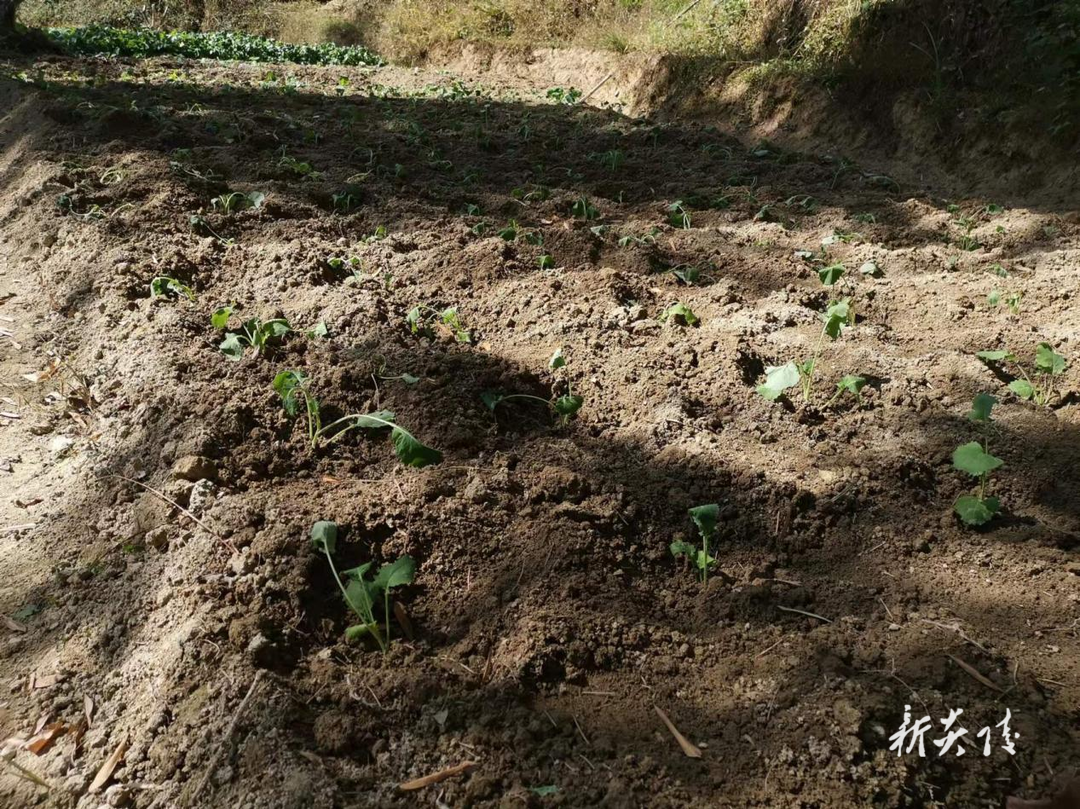 鹿原、垄溪、策源等乡镇扎实推进耕地恢复 油菜种植