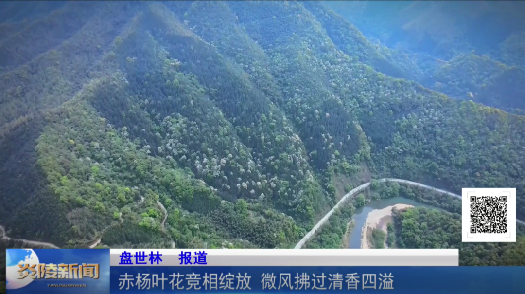 赤杨叶花竞相绽放 微风拂过清香四溢