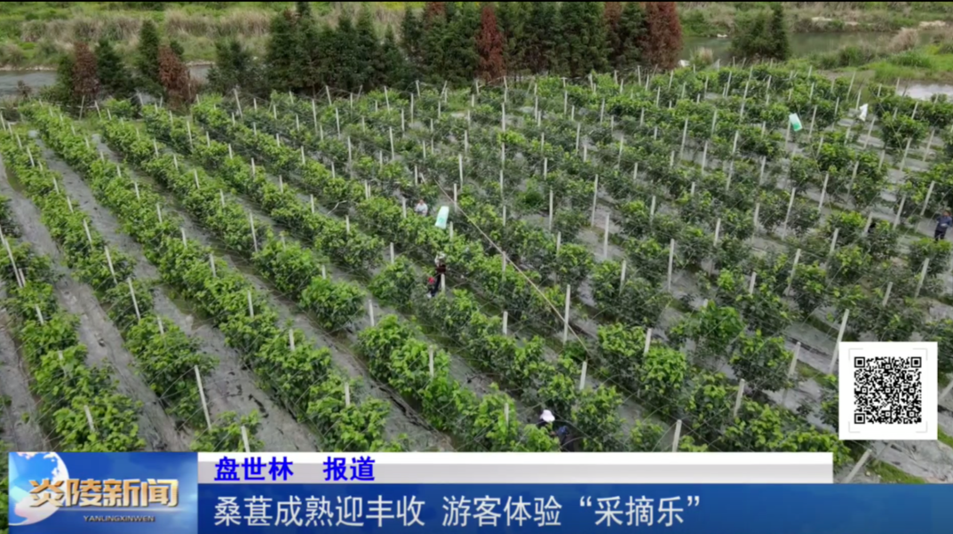 桑葚成熟迎丰收 游客体验“采摘乐”
