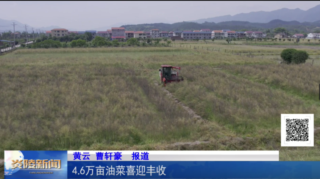 4.6万亩油菜喜迎丰收