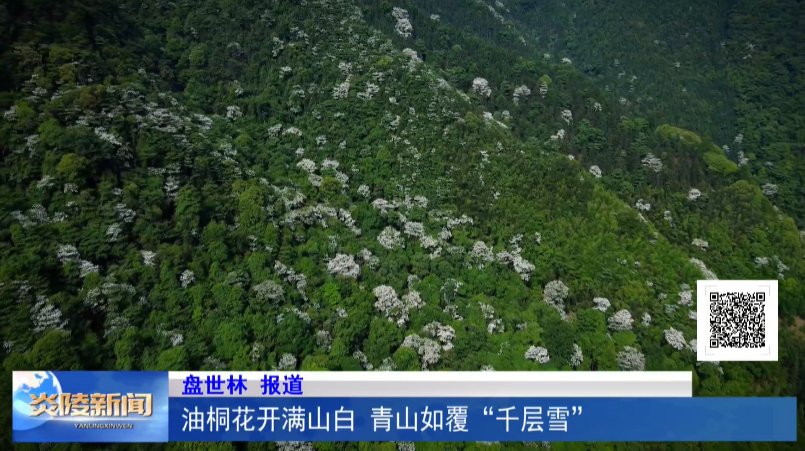 油桐花开满山白 青山如覆“千层雪”