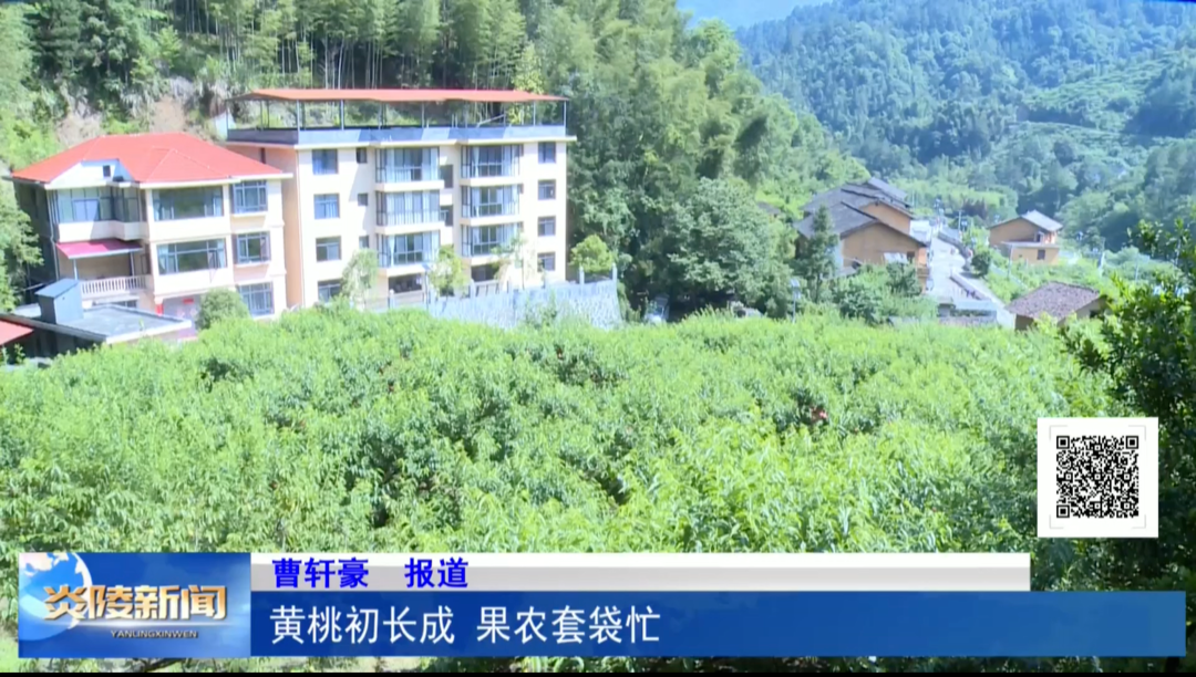 黄桃初长成 果农套袋忙