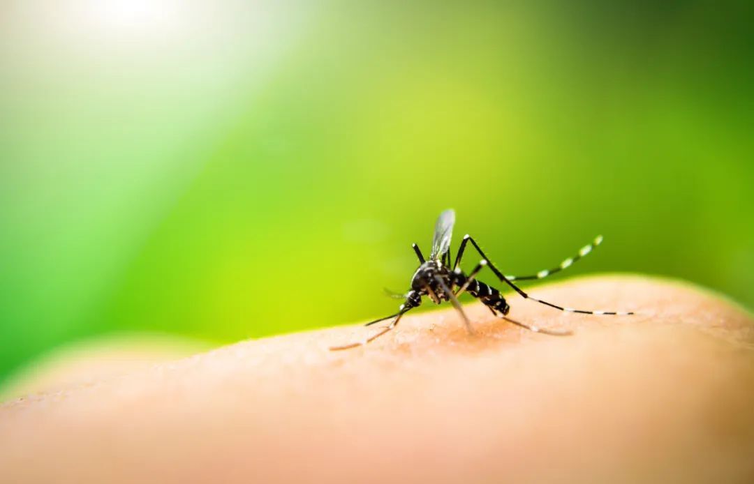 “最安全有效”的10个驱蚊妙招，让你这个夏天默默无蚊！