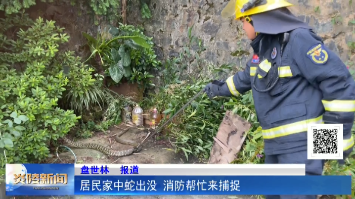 居民家中蛇出没 消防帮忙来捕捉