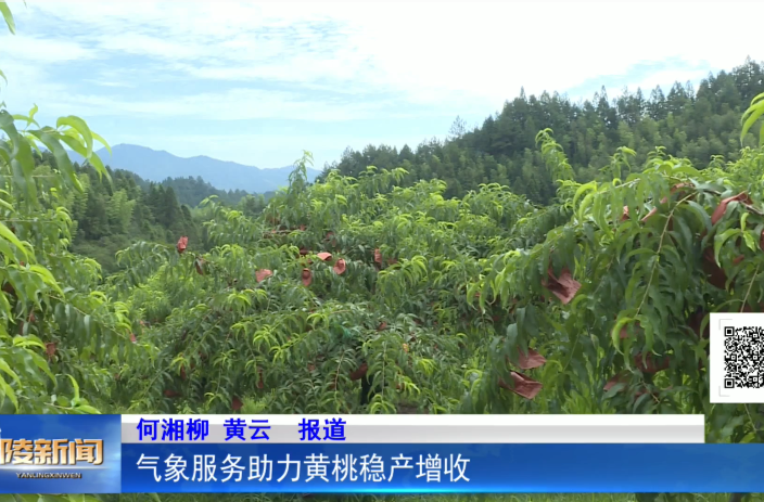 气象服务助力黄桃稳产增收