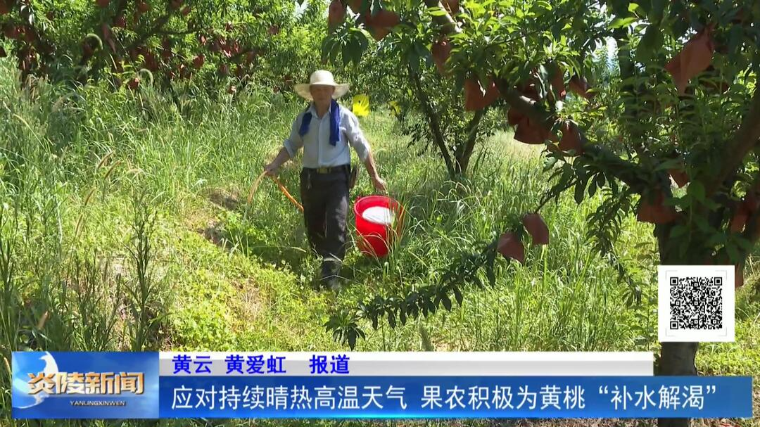 应对持续晴热高温天气 果农积极为黄桃“补水解渴”