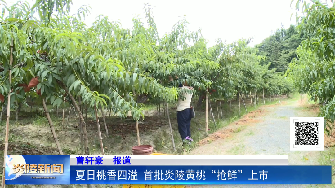 夏日桃香四溢 首批炎陵黄桃“抢鲜”上市