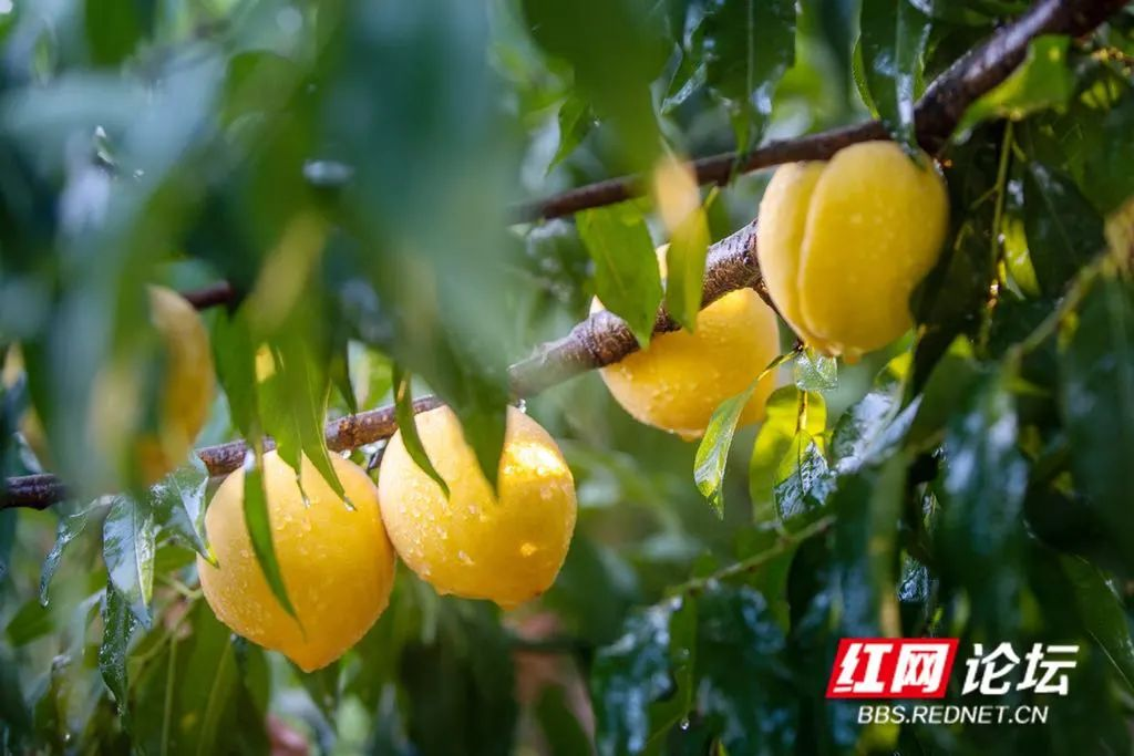 炎陵黄桃出圈之后：从流量到留客