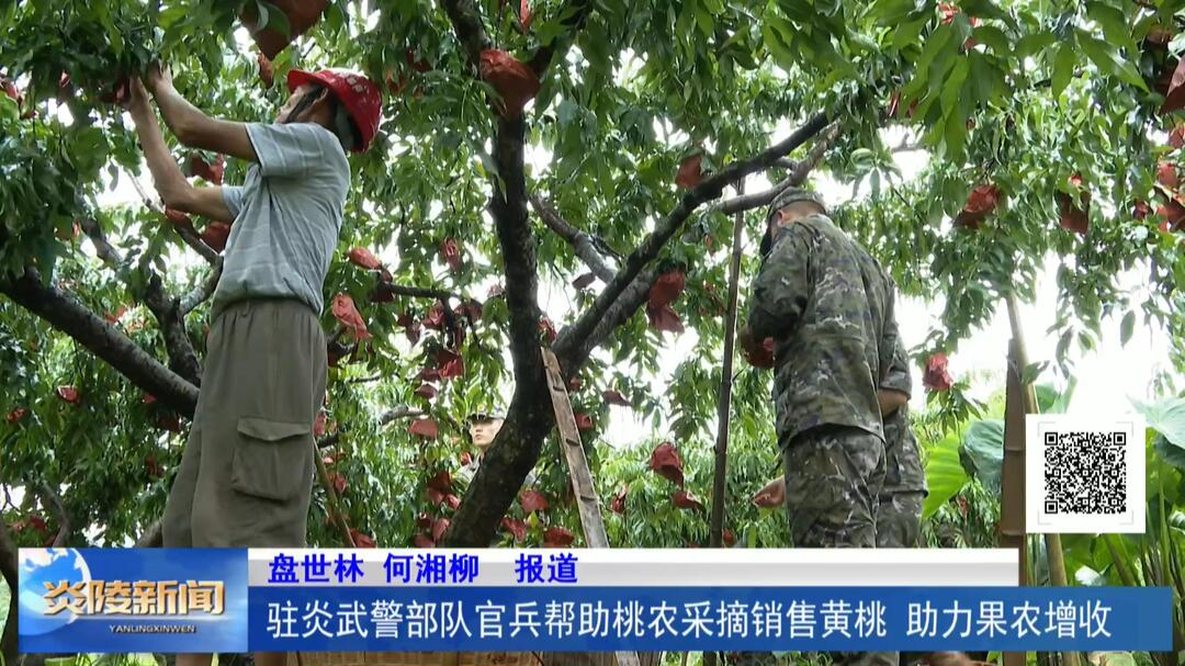 驻炎武警部队官兵帮助桃农采摘销售黄桃 助力果农增收