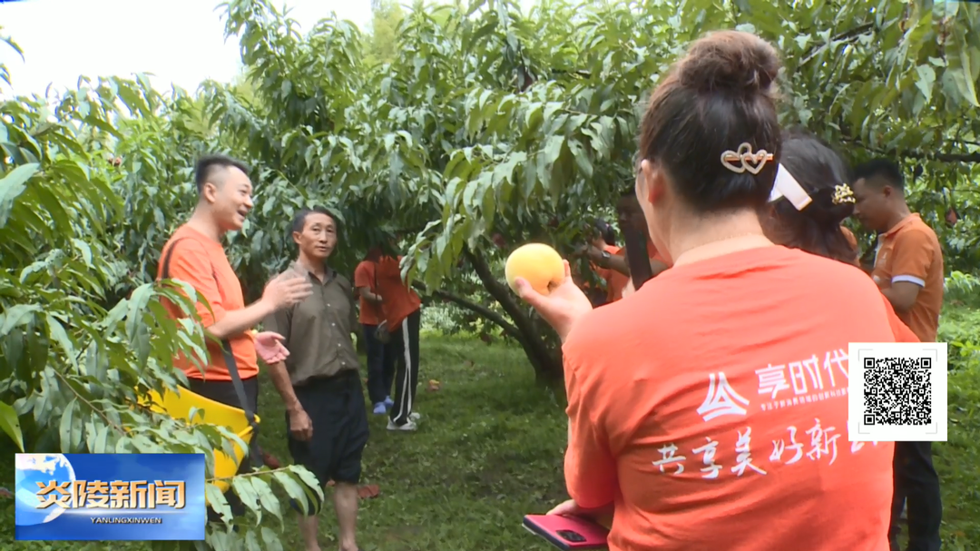 企业助力销售炎陵黄桃60万斤