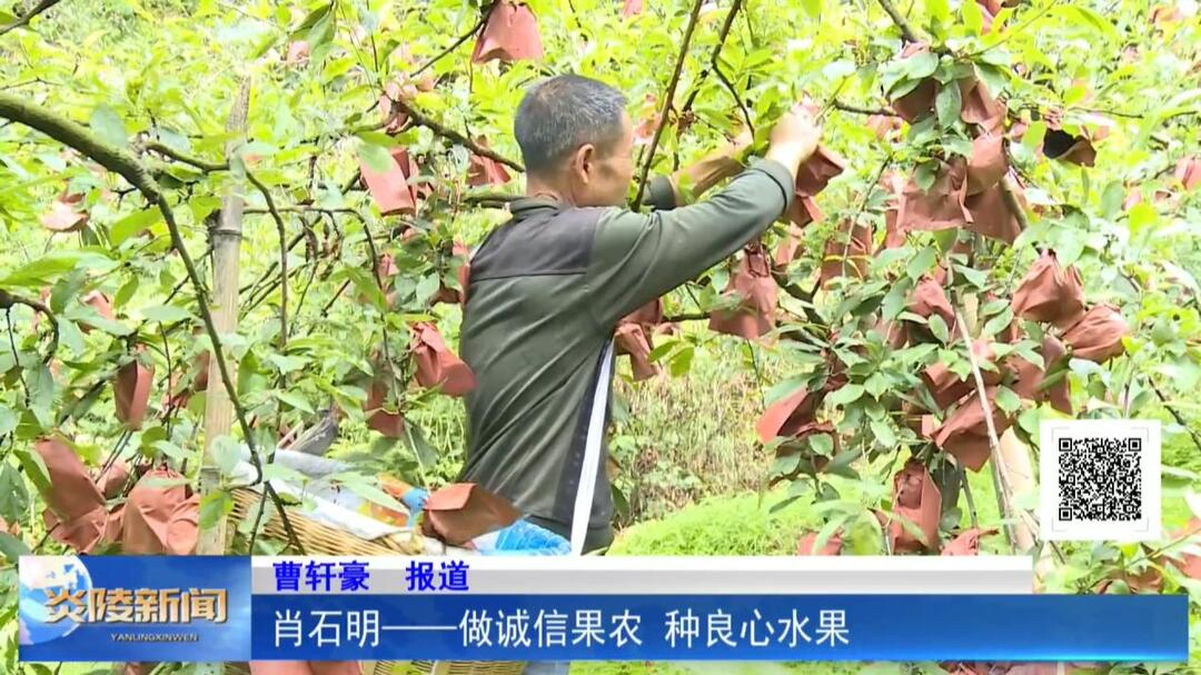 肖石明——做诚信果农 种良心水果