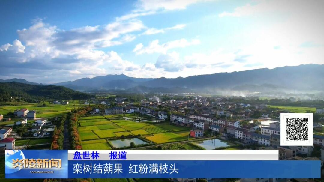 栾树结蒴果 红粉满枝头