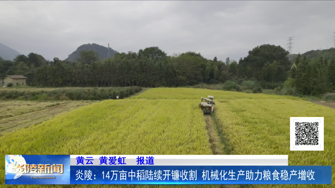 炎陵：14万亩中稻陆续开镰收割 机械化生产助力粮食稳产增收