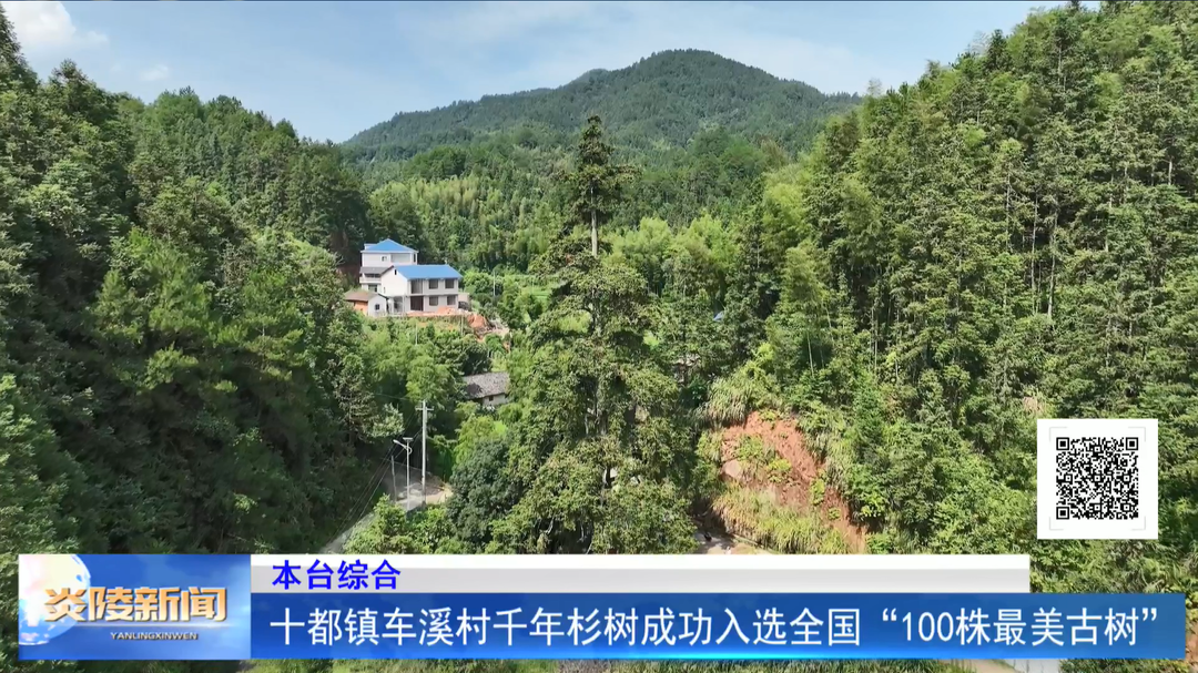 十都镇车溪村千年杉树成功入选全国“100株最美古树”