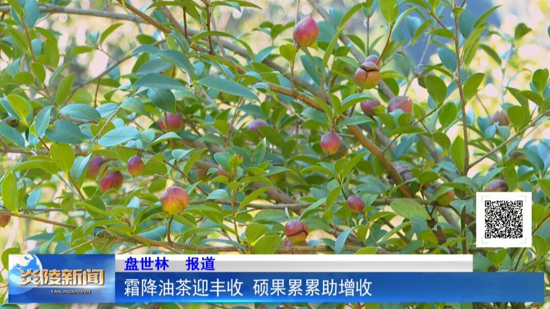 霜降油茶迎丰收 硕果累累助增收