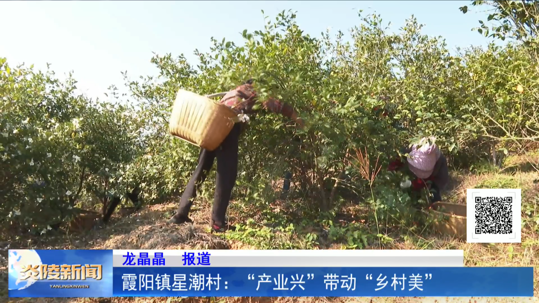 霞阳镇星潮村：“产业兴”带动“乡村美”
