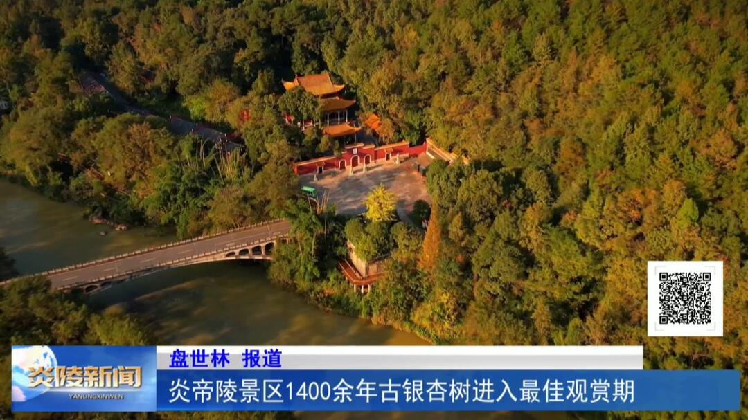 炎帝陵景区1400余年古银杏树进入最佳观赏期