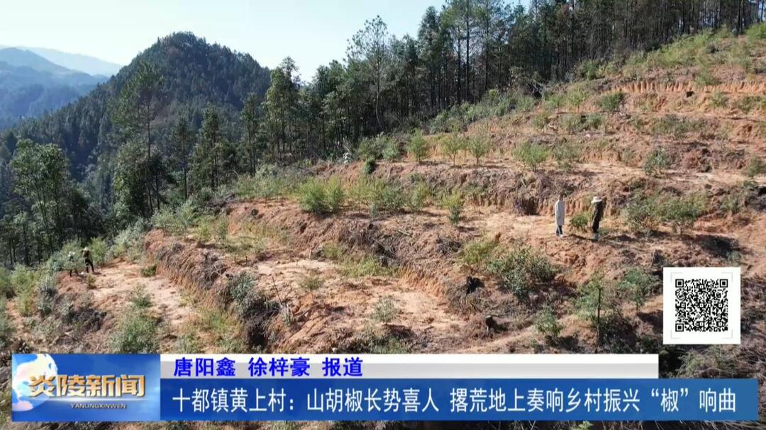 十都镇黄上村：山胡椒长势喜人 撂荒地上奏响乡村振兴“椒”响曲