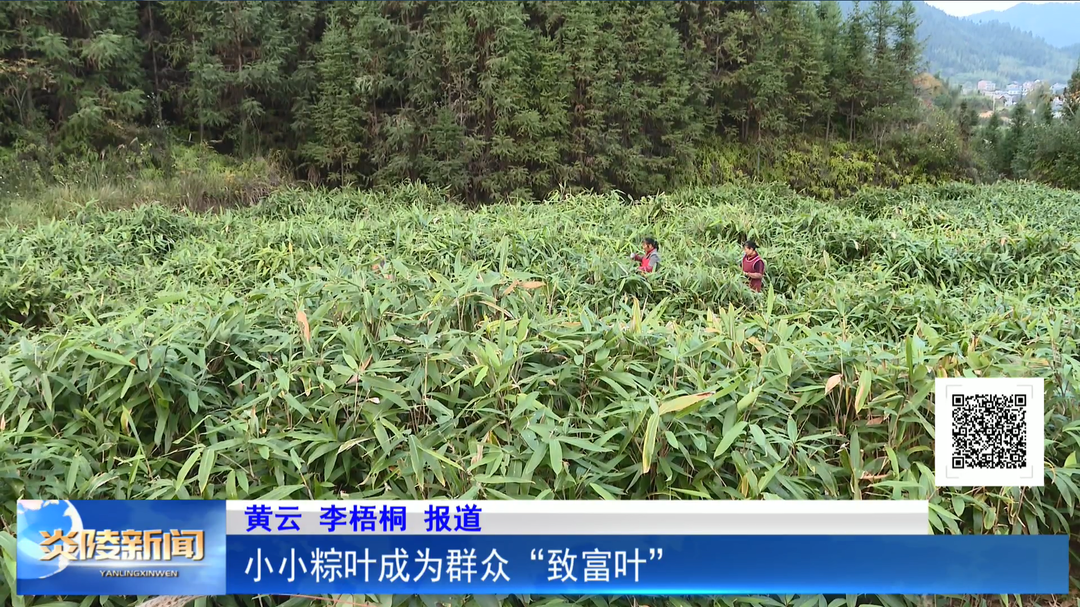 小小粽叶成为群众“致富叶”
