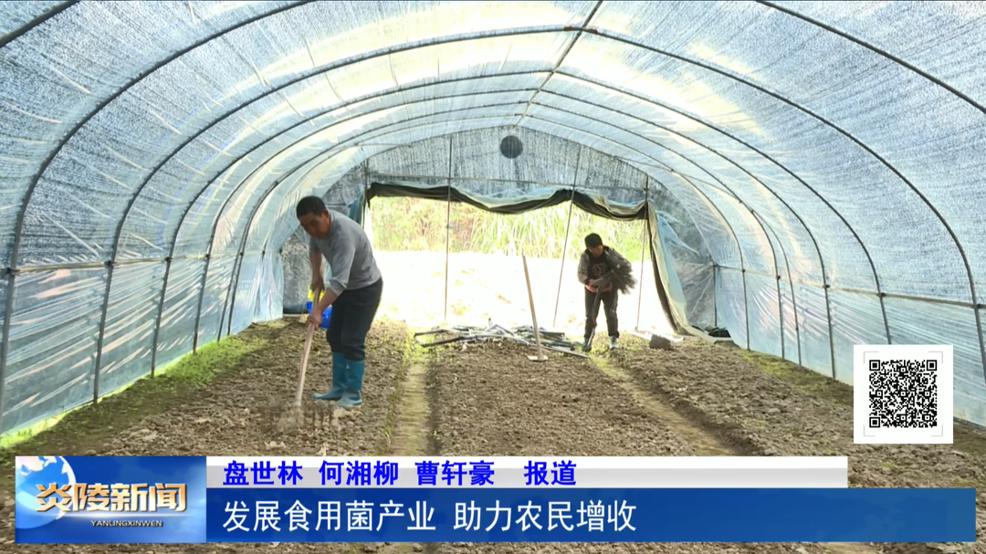 发展食用菌产业 助力农民增收