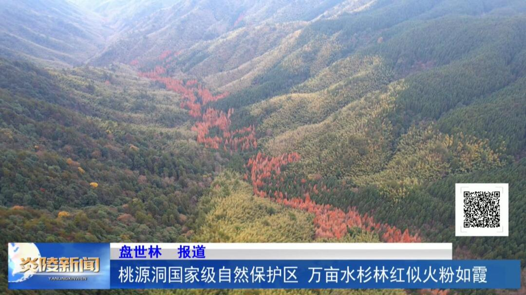桃源洞国家级自然保护区 万亩水杉林红似火粉如霞