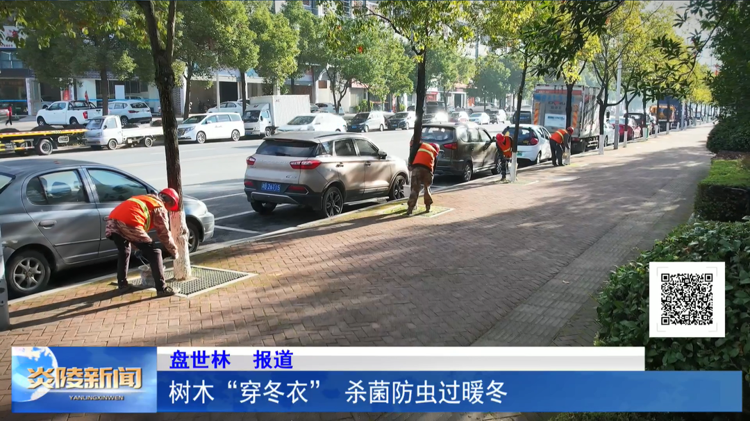 树木“穿冬衣” 杀菌防虫过暖冬