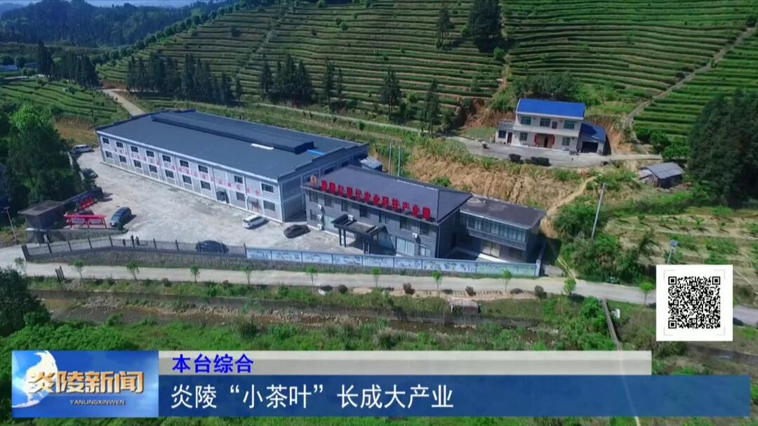 炎陵“小茶叶”长成大产业