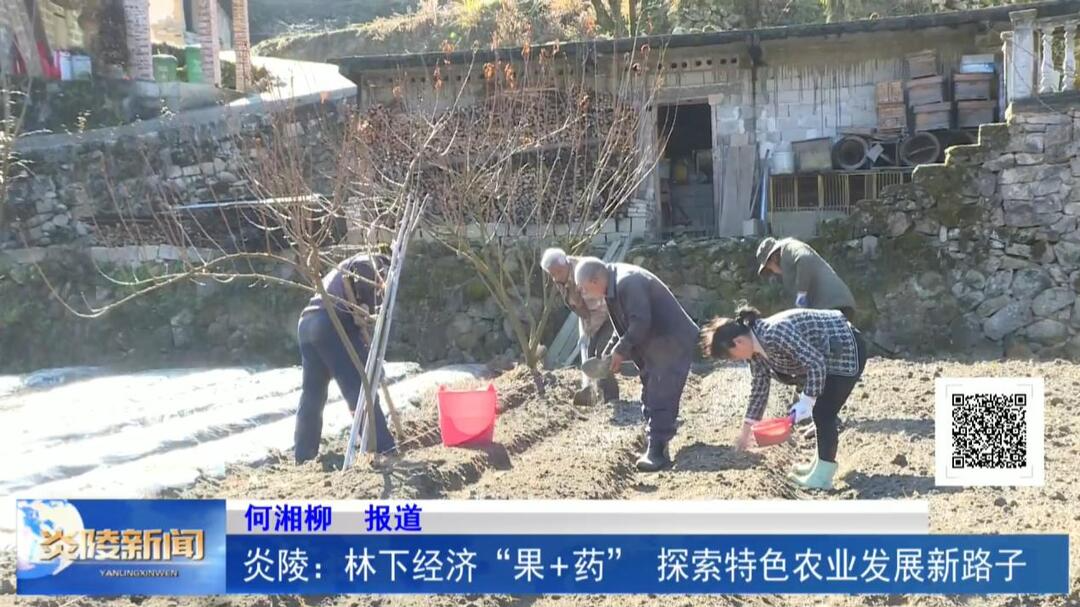 炎陵：林下经济“果+药” 探索特色农业发展新路子